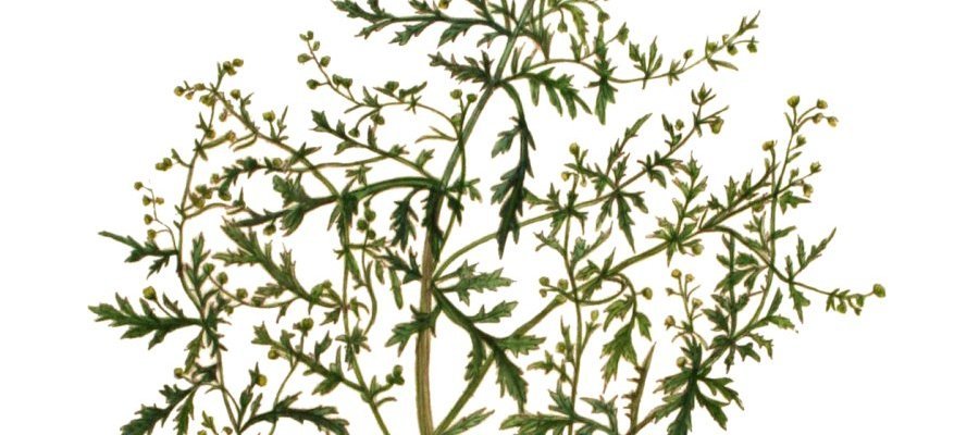 Image:Rencontre : Artemisia, une plante pour prévenir et guérir la malaria ? (8/02/2020)