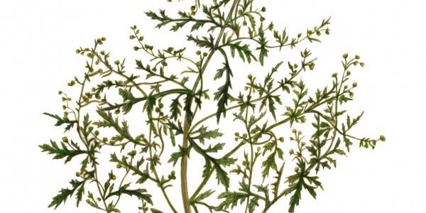 Image:Rencontre: Artemisia, une plante pour prévenir et guérir la malaria? (8/02/2020)
